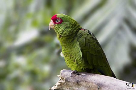 A Missão do Zoológico de Balneário Camboriú: Um Legado de Compaixão e Conservação